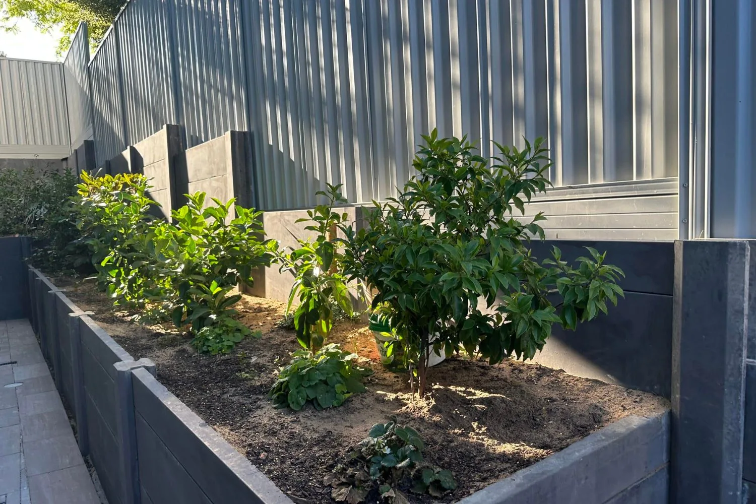 Concrete retaining walls forming raised garden beds