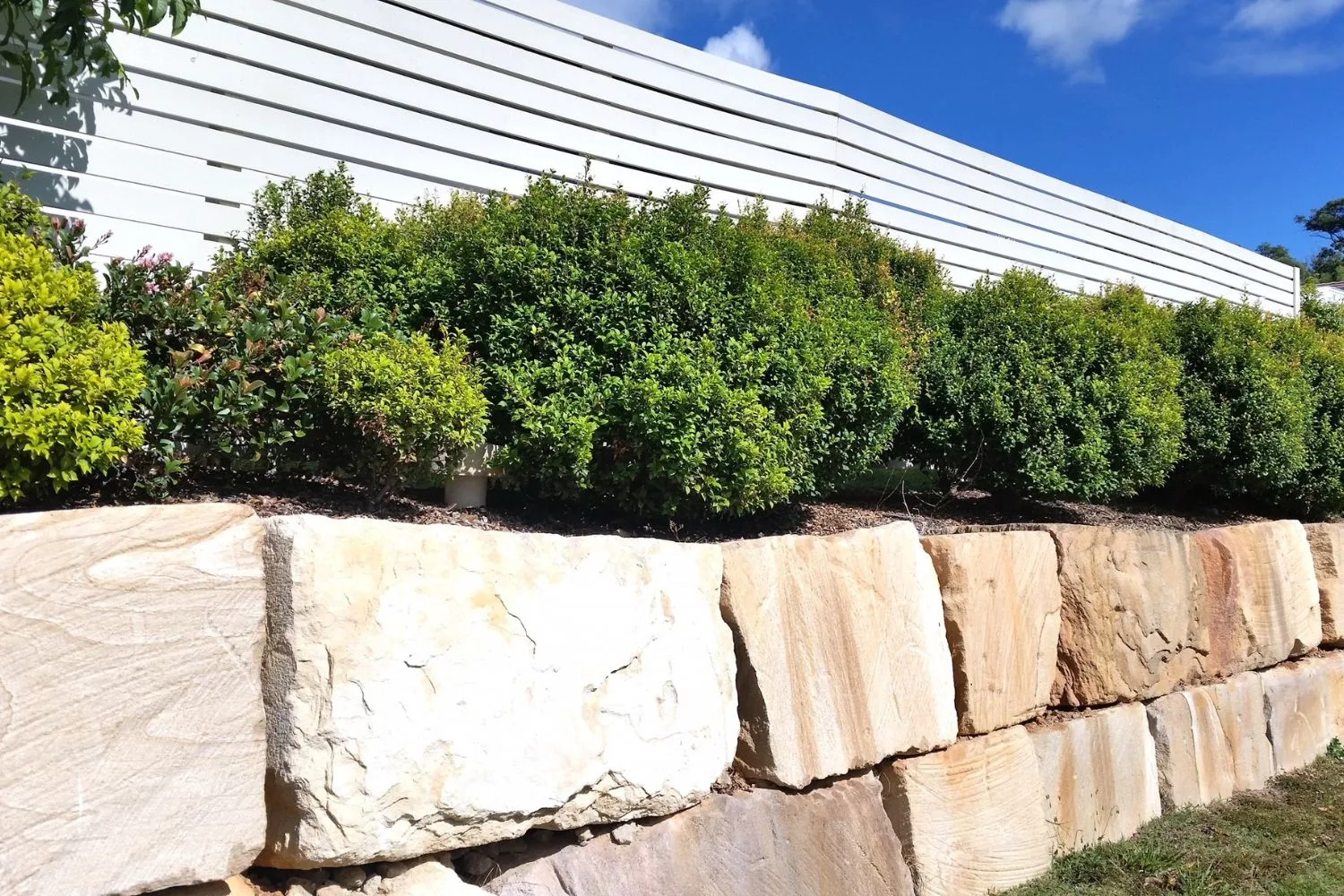 Rough-cut sandstone boulder retaining wall below a hedge
